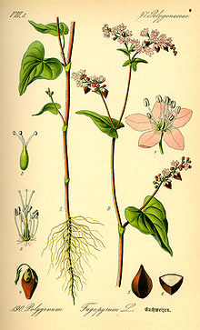 220px-Illustration_Fagopyrum_esculentum0